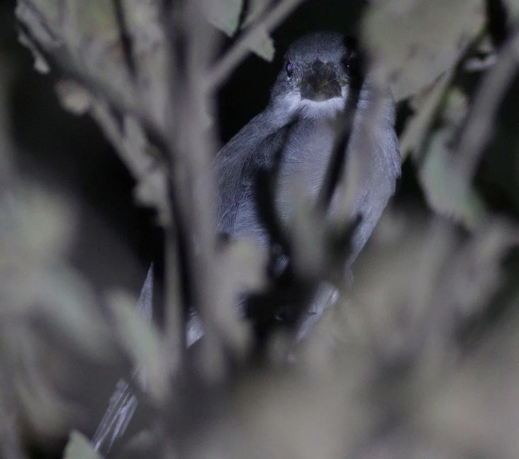 铅色食籽雀（Sporophila plumbea）