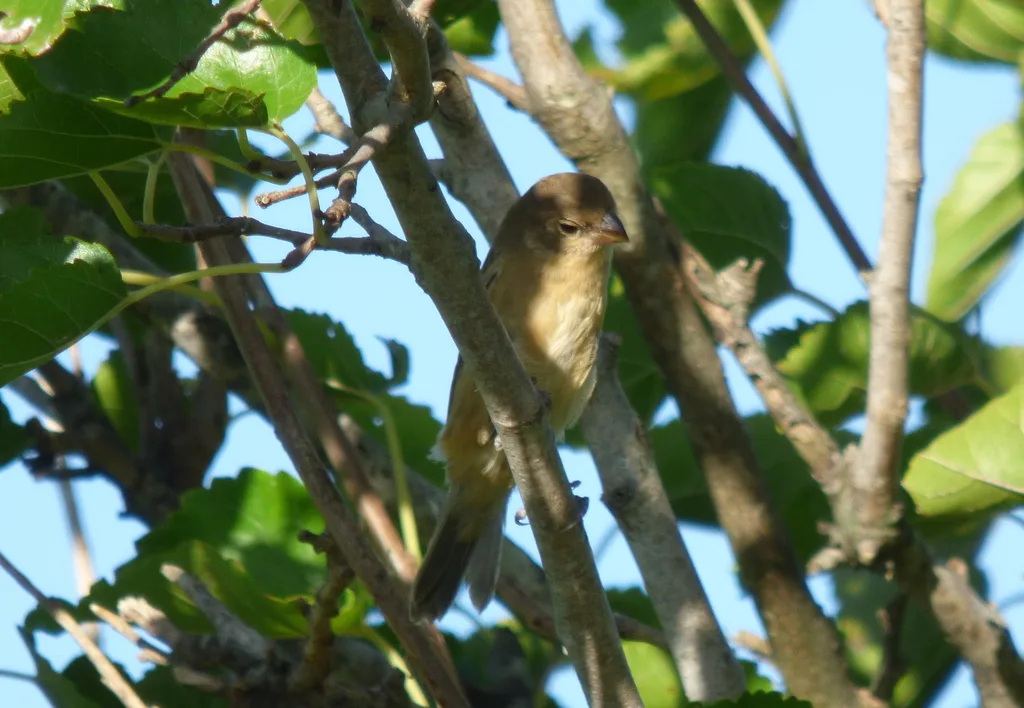 黑喉食籽雀(Sporophila ruficollis)