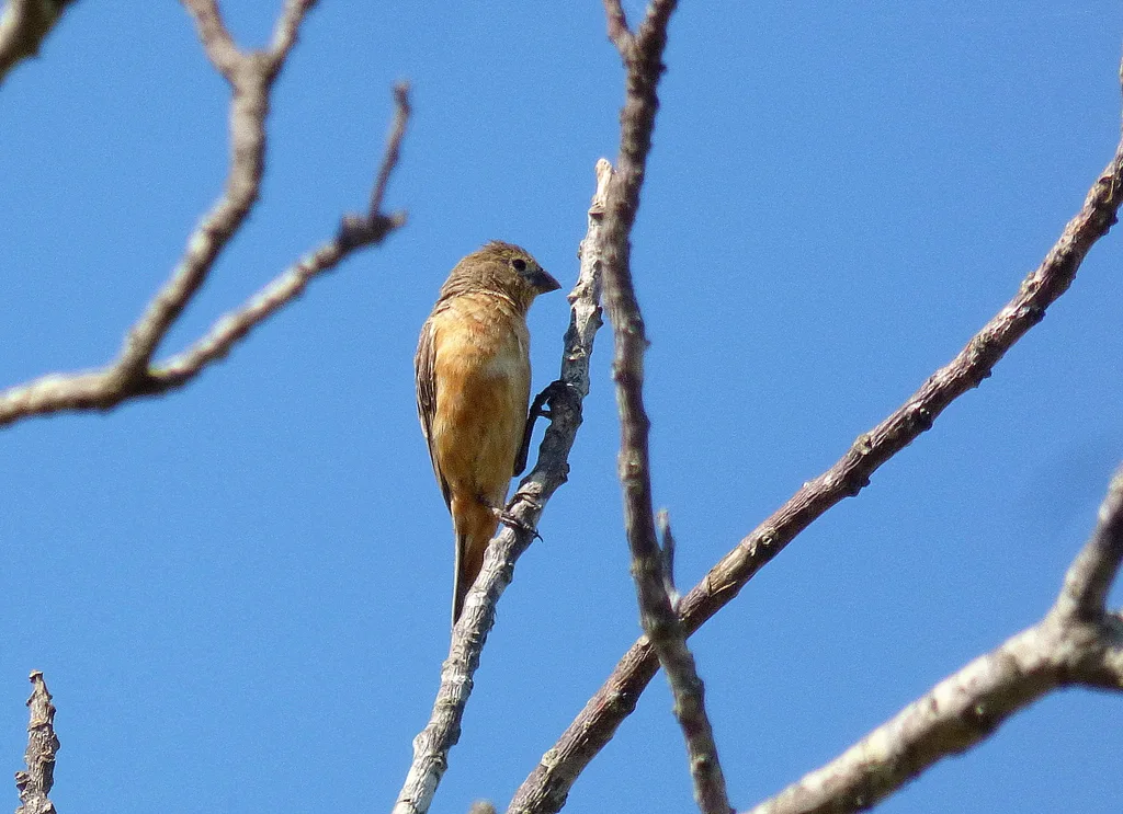 黑喉食籽雀(Sporophila ruficollis)