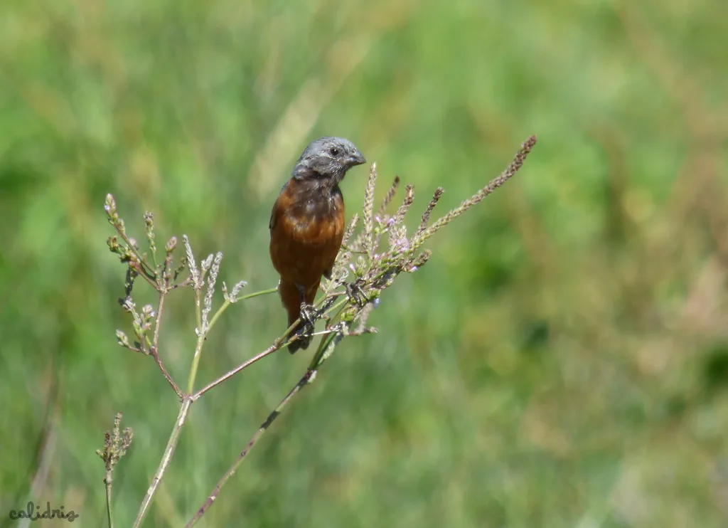 黑喉食籽雀(Sporophila ruficollis)