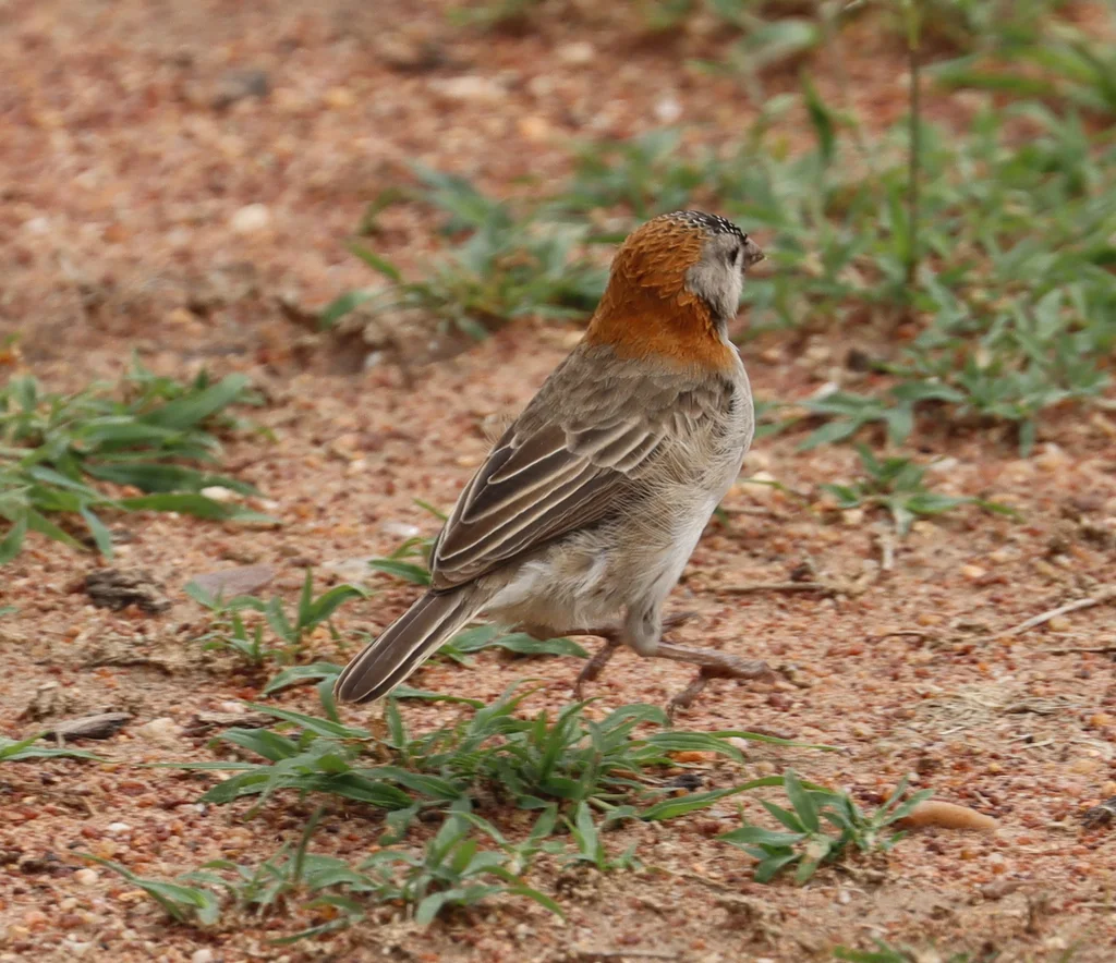 点额织雀(Sporopipes frontalis)