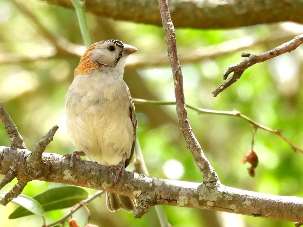 点额织雀(Sporopipes frontalis)