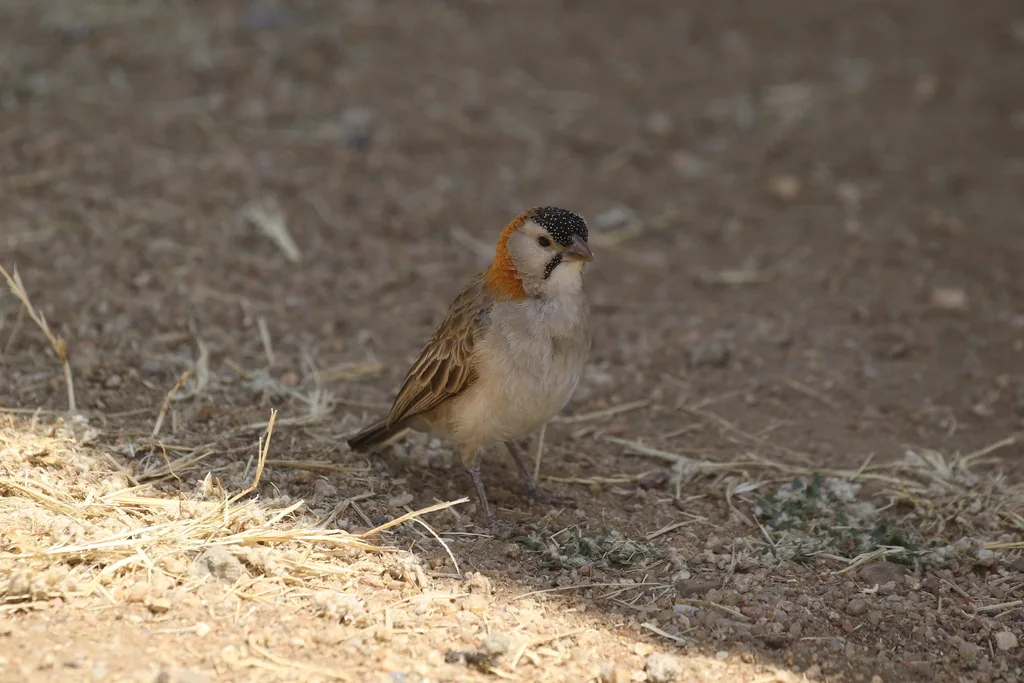 点额织雀(Sporopipes frontalis)