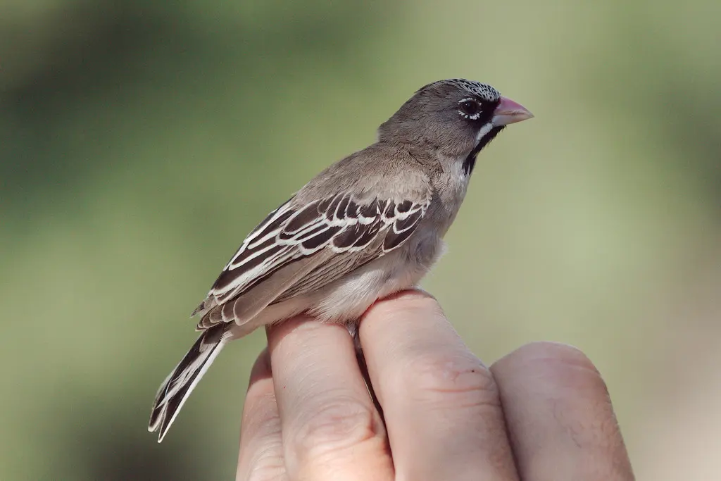 鳞额编织雀（Sporopipes squamifrons）