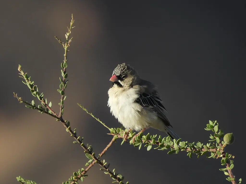 鳞额编织雀（Sporopipes squamifrons）