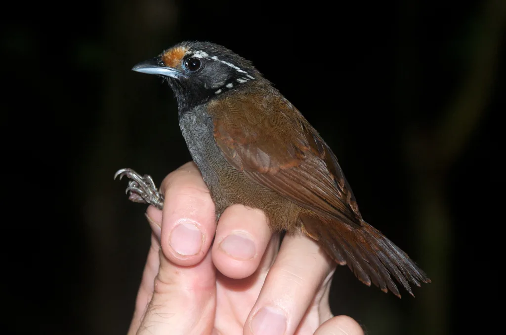白耳穗鹛(Stachyris leucotis)