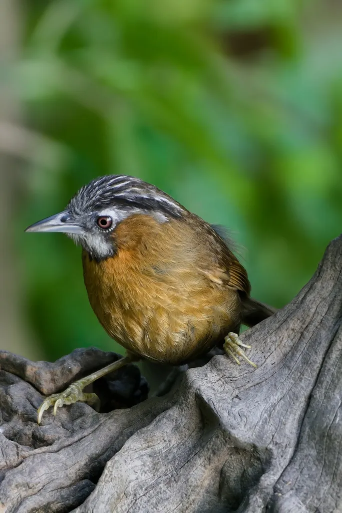 黑头穗鹛(Stachyris nigriceps)