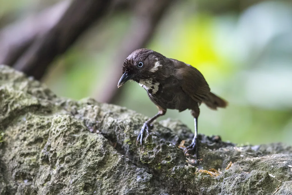 弄岗穗鹛(Stachyris nonggangensis)