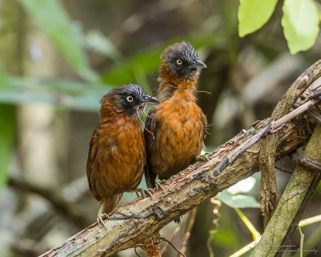 灰头穗鹛(Stachyris poliocephala)