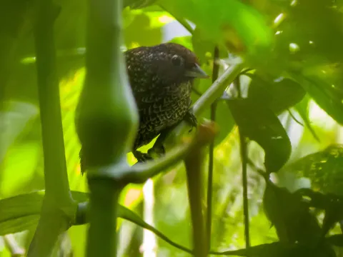 楔嘴穗鹛