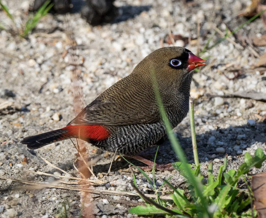 艳火尾雀(Stagonopleura bella)