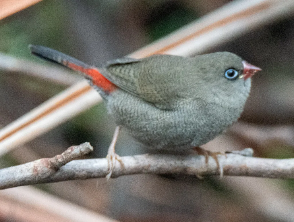 艳火尾雀(Stagonopleura bella)