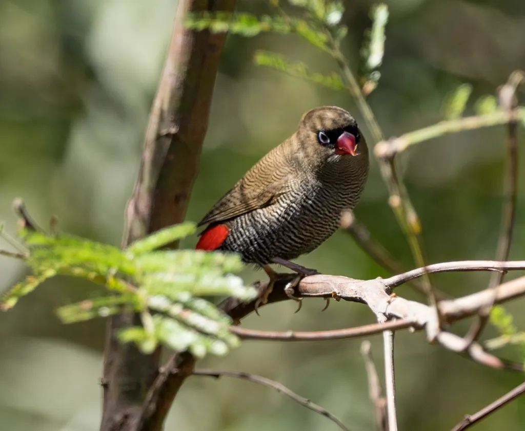 艳火尾雀(Stagonopleura bella)