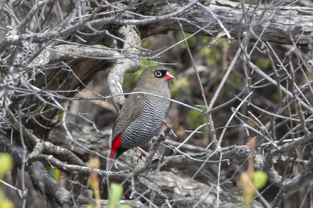 艳火尾雀(Stagonopleura bella)