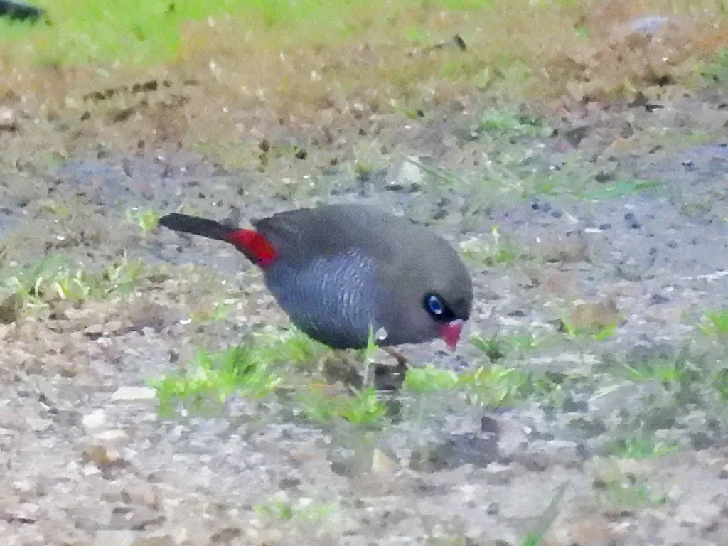 艳火尾雀(Stagonopleura bella)