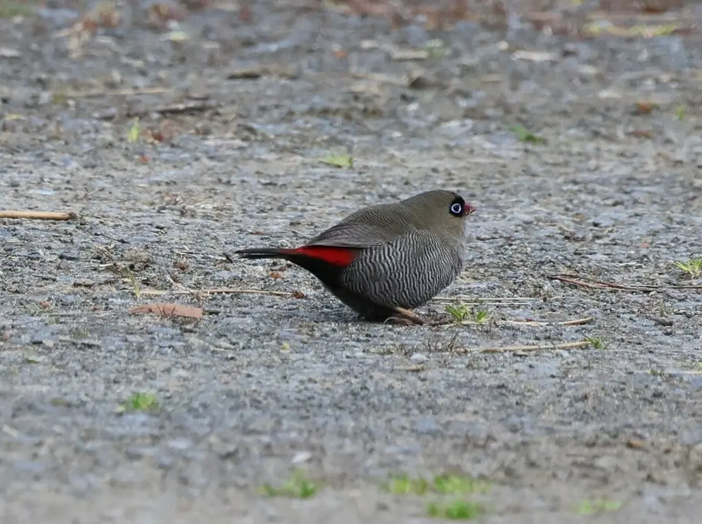艳火尾雀(Stagonopleura bella)
