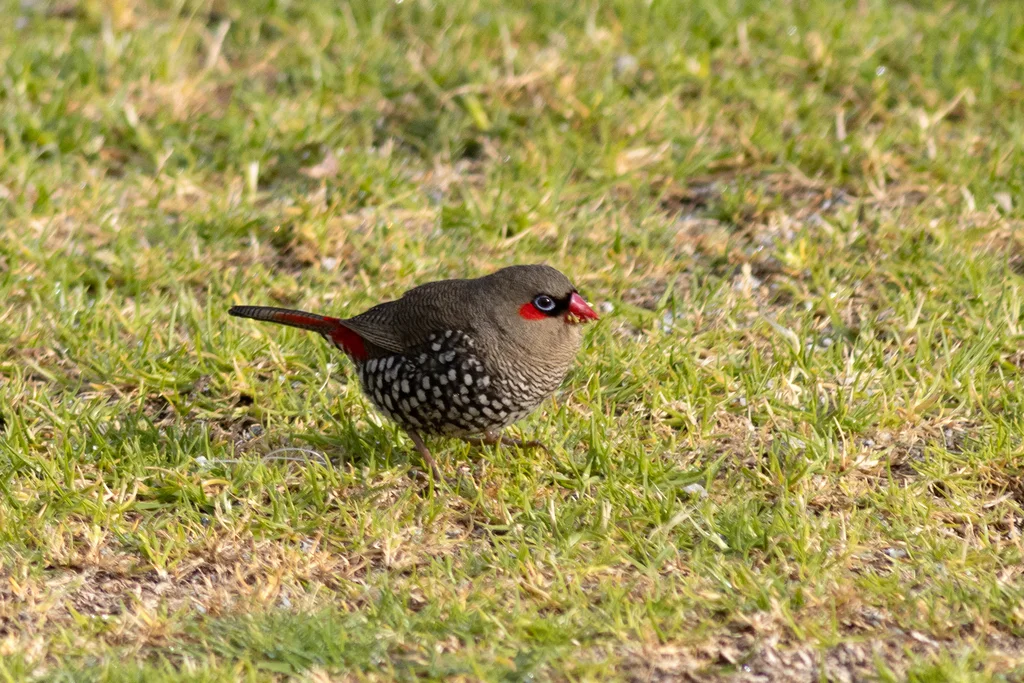红耳火尾雀(Stagonopleura oculata)