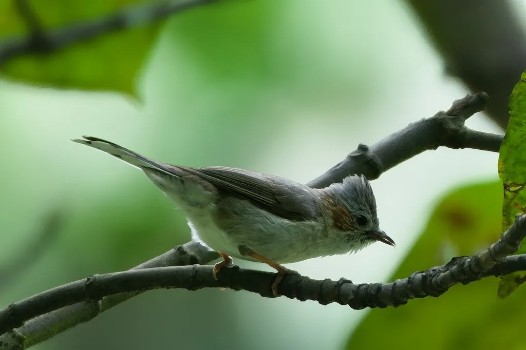 栗耳凤鹛(Staphida castaniceps)