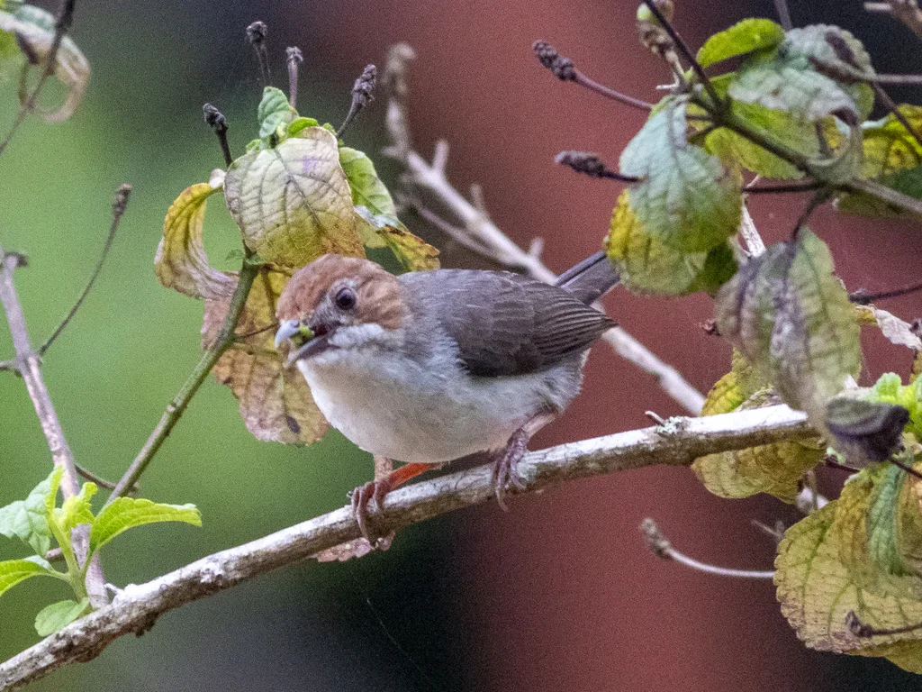 栗冠凤鹛(Staphida everetti)