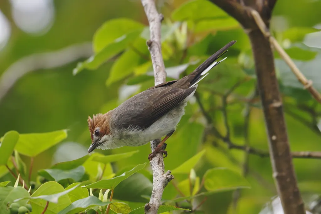 栗冠凤鹛(Staphida everetti)