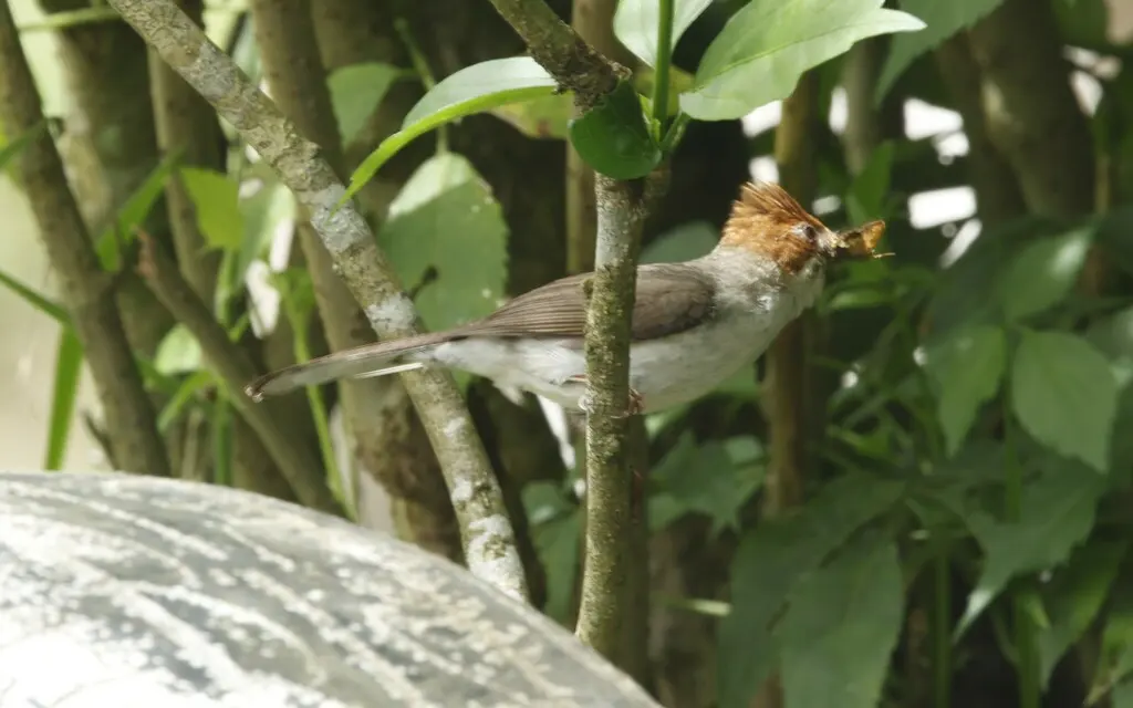 栗冠凤鹛(Staphida everetti)