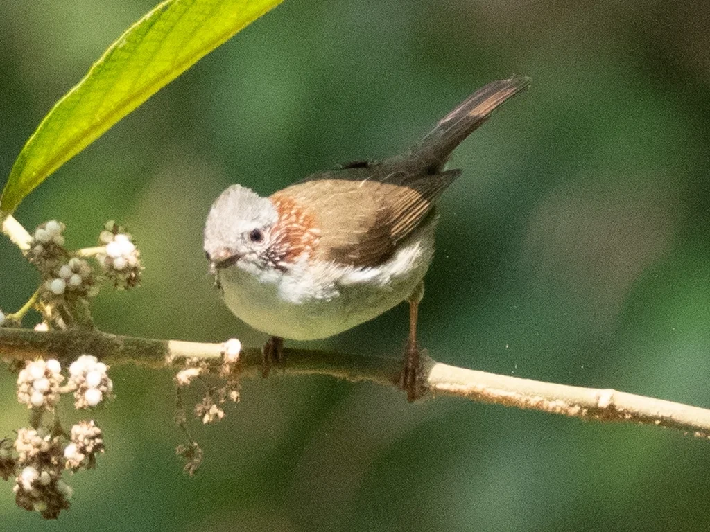 栗颈凤鹛(Staphida torqueola)