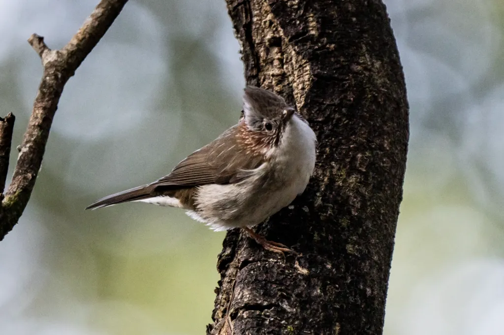 栗颈凤鹛(Staphida torqueola)