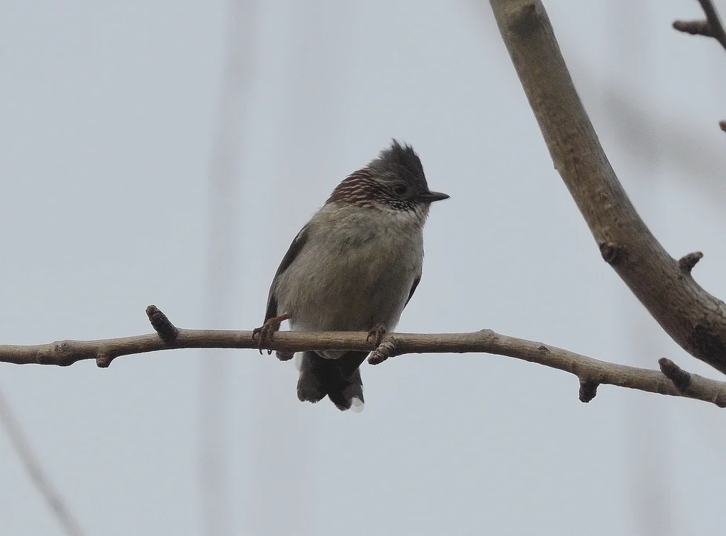 栗颈凤鹛(Staphida torqueola)
