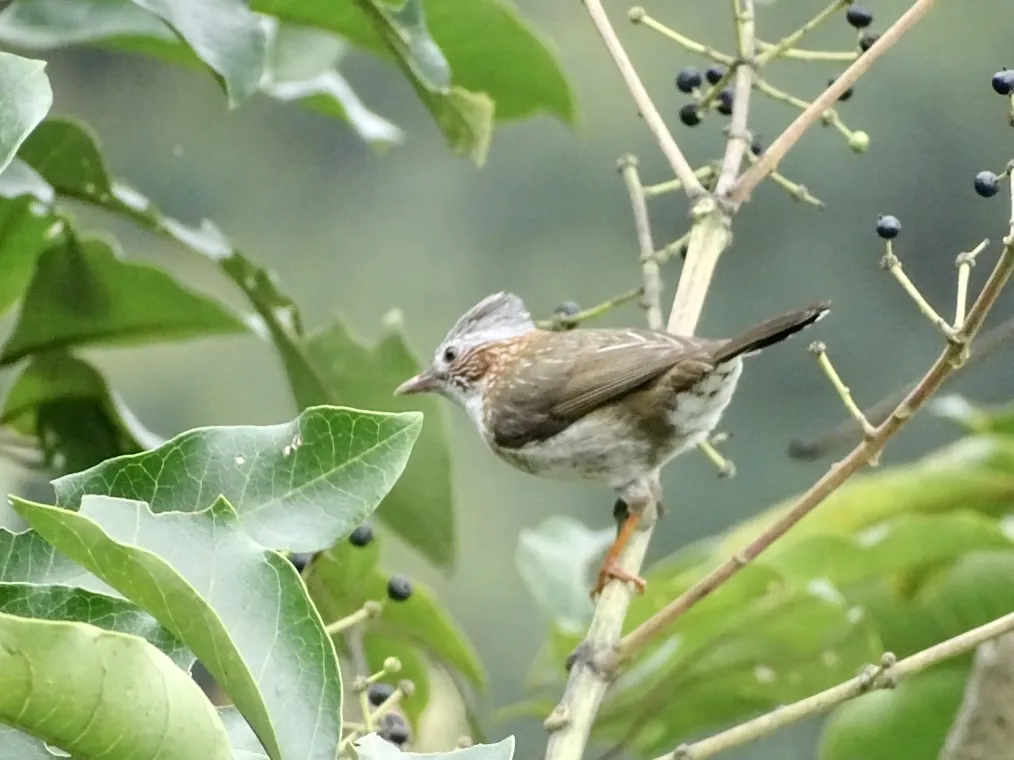 栗颈凤鹛(Staphida torqueola)