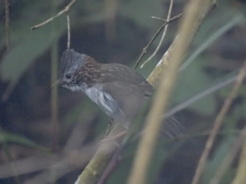 栗颈凤鹛(Staphida torqueola)