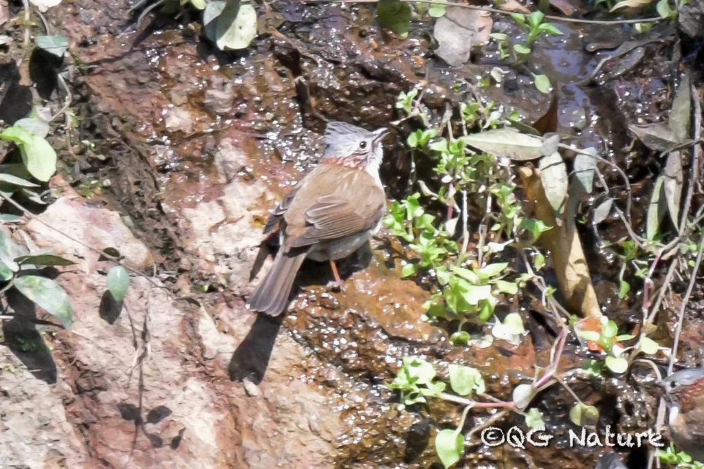 栗颈凤鹛(Staphida torqueola)