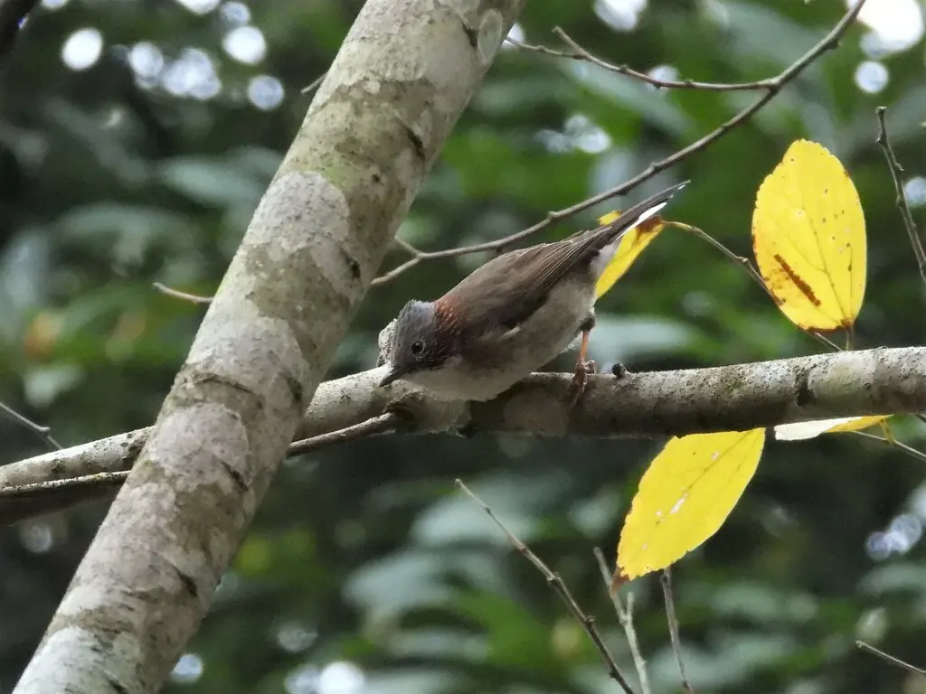 栗颈凤鹛(Staphida torqueola)