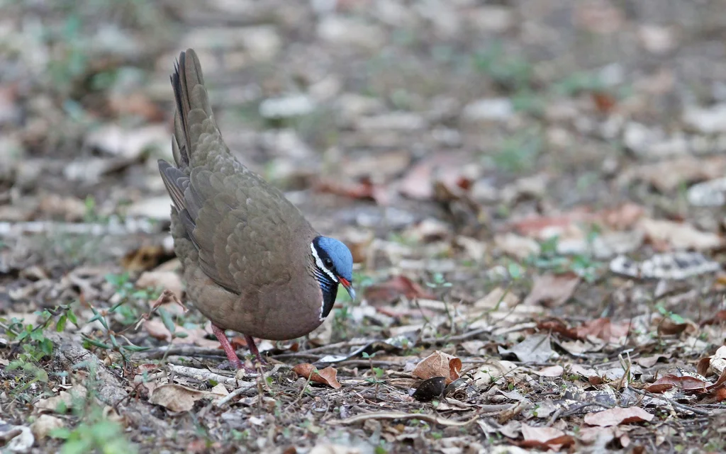 蓝头鹑鸠(Starnoenas cyanocephala)