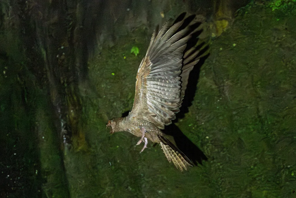 油夜鹰（Steatornis caripensis）