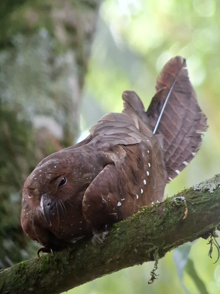 油夜鹰（Steatornis caripensis）