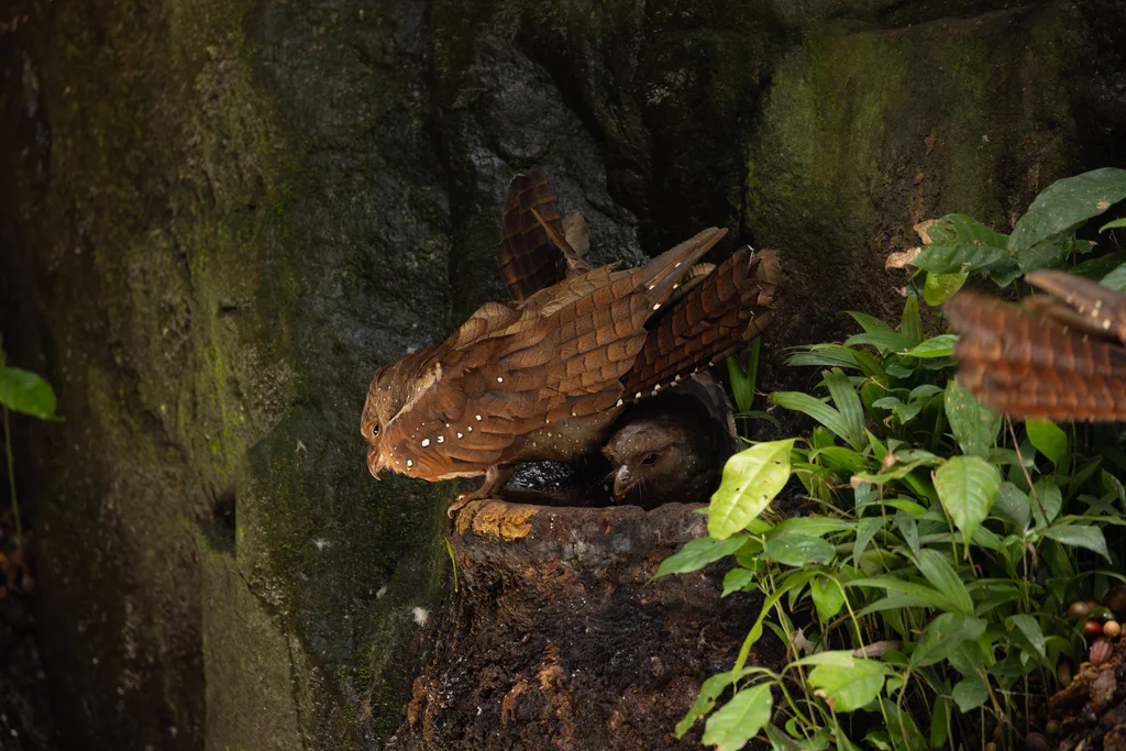 油夜鹰（Steatornis caripensis）