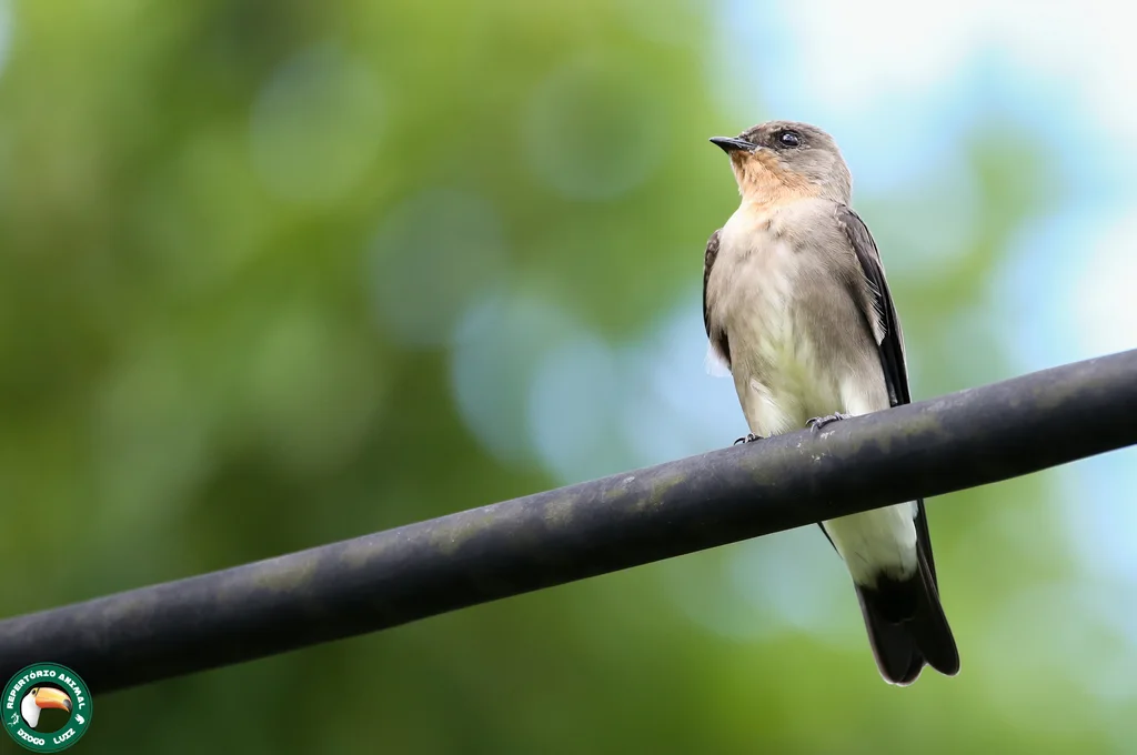 红翎毛翅燕(Stelgidopteryx ruficollis)