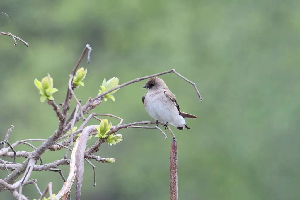 中北美毛翅燕(Stelgidopteryx serripennis)