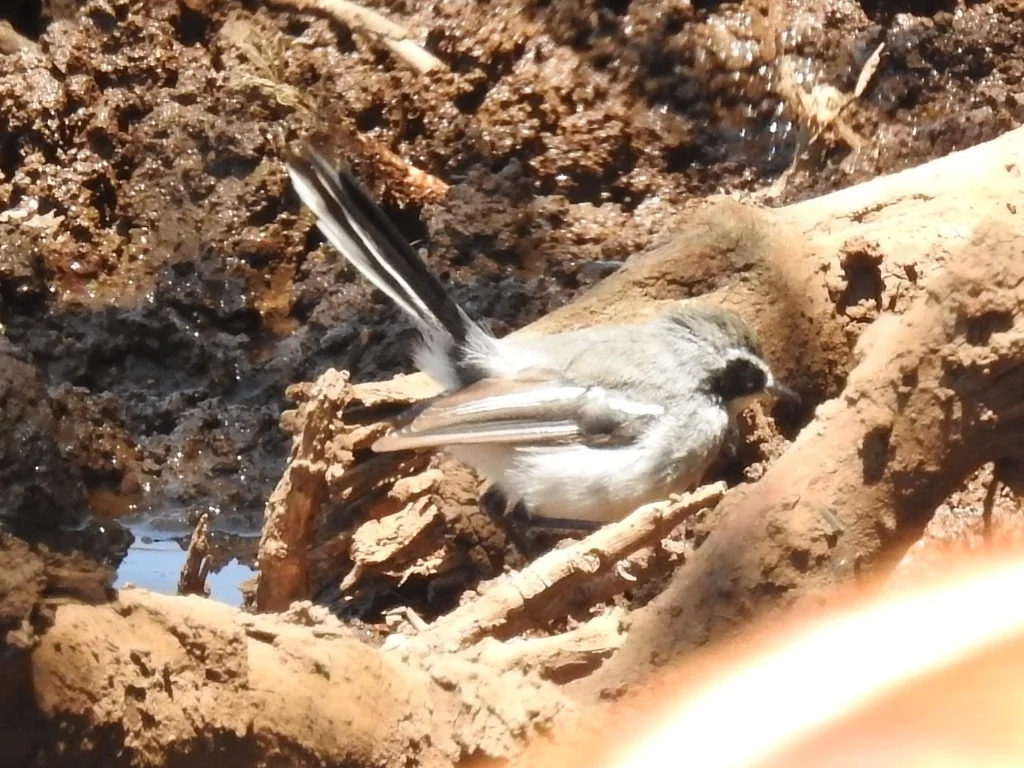 仙玉鹟(Stenostira scita)