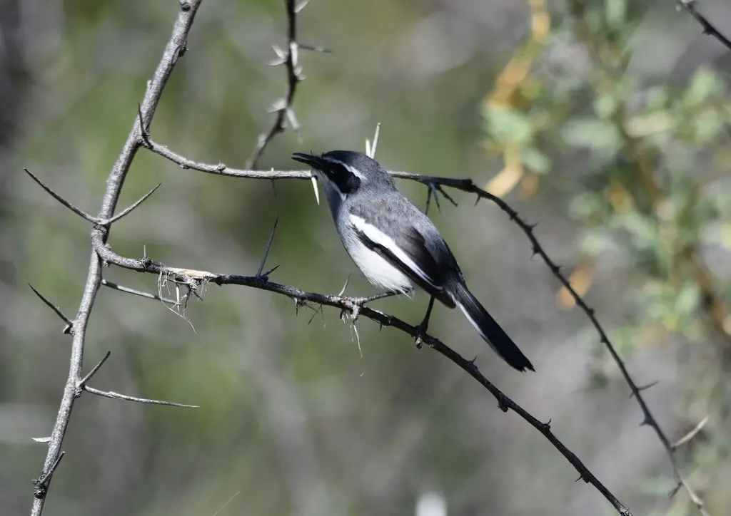 仙玉鹟(Stenostira scita)
