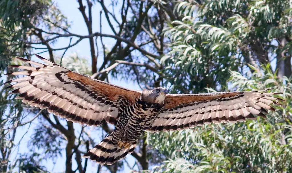 非洲冠雕(Stephanoaetus coronatus)