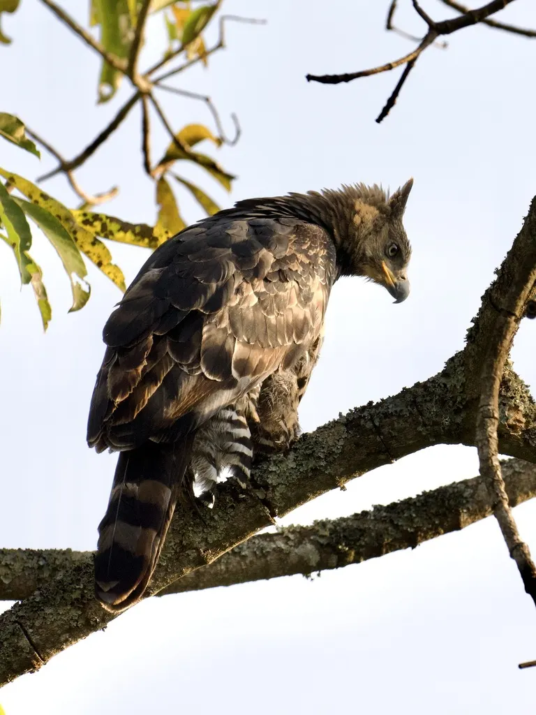 非洲冠雕(Stephanoaetus coronatus)