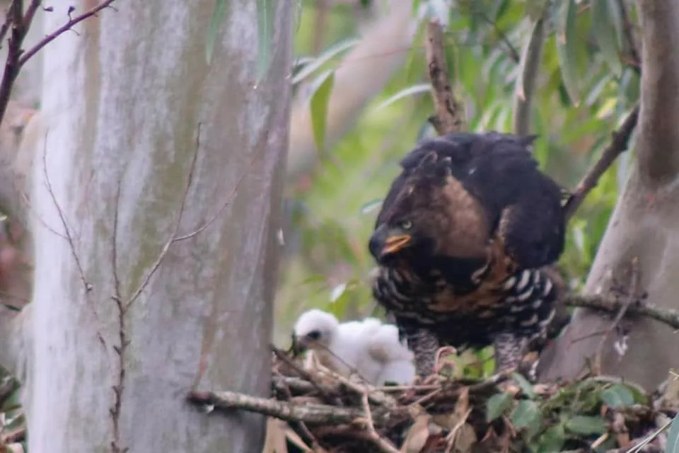 非洲冠雕(Stephanoaetus coronatus)