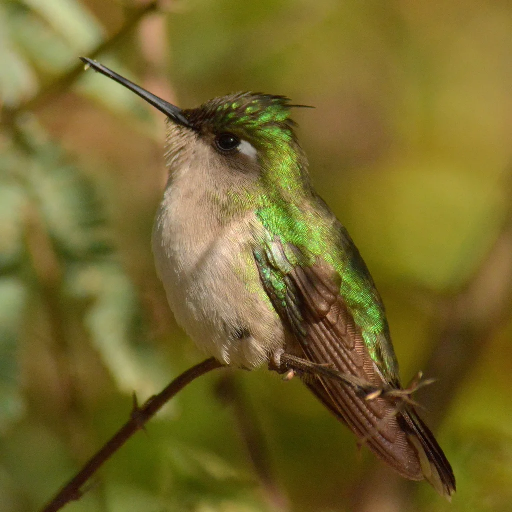 紫凤冠蜂鸟(Stephanoxis loddigesii)