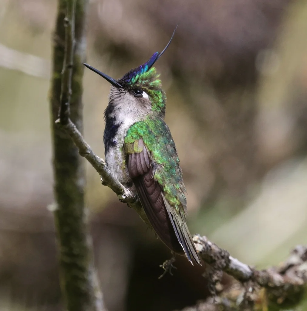 紫凤冠蜂鸟(Stephanoxis loddigesii)
