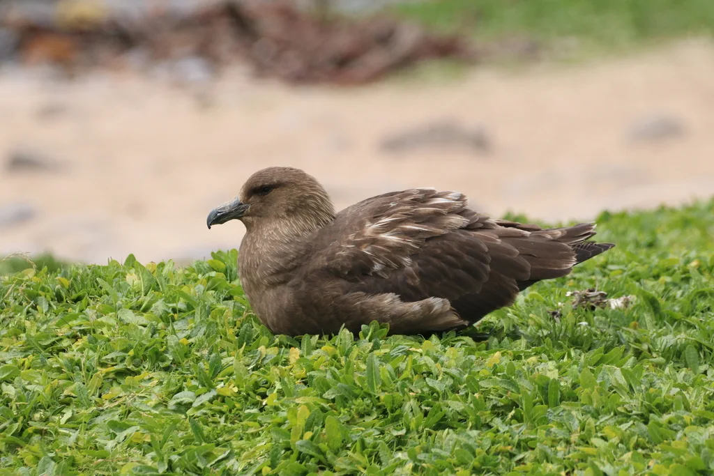 棕贼鸥(Stercorarius antarcticus)