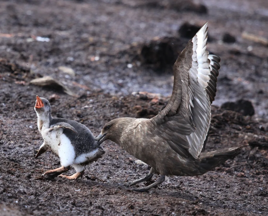 棕贼鸥(Stercorarius antarcticus)