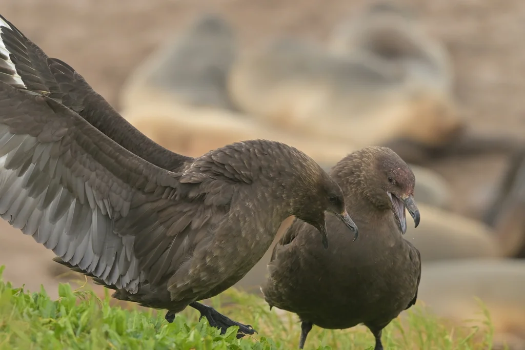 棕贼鸥(Stercorarius antarcticus)