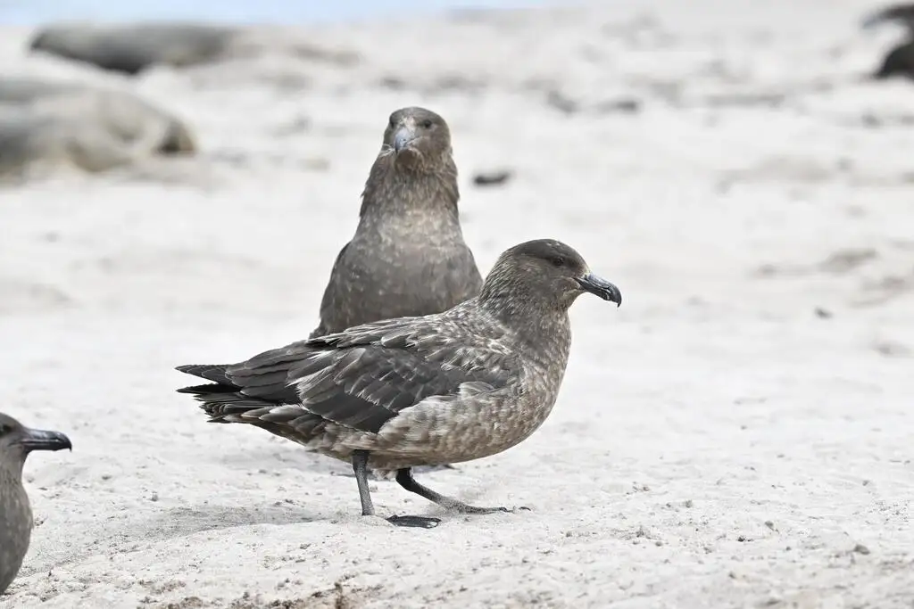 棕贼鸥(Stercorarius antarcticus)