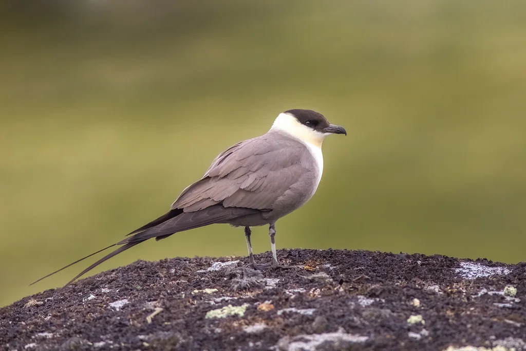 长尾贼鸥(Stercorarius longicaudus)